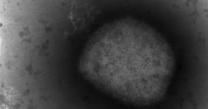 Canadian heading World Health Organization's fight against monkeypox – KelownaNow Canadian heading World Health Organization's fight against monkeypox – KelownaNow